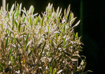 garden and landscape conduit lighting 1